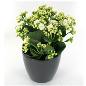 Kalanchoe branco + Cachep Antracite